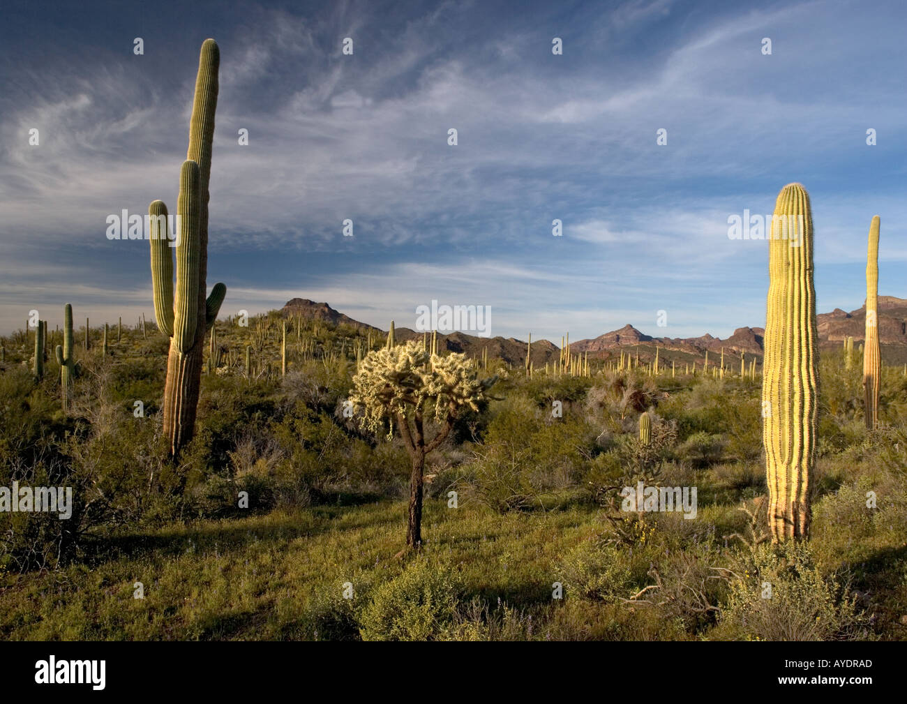 Organ Pipes National Monument giant cactus or Sahuaro in desert with Opuntia spp bristle bush etc, Arizona USA Stock Photo