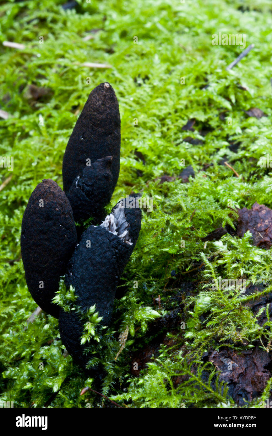 Xylaria longipes fungi Stock Photo