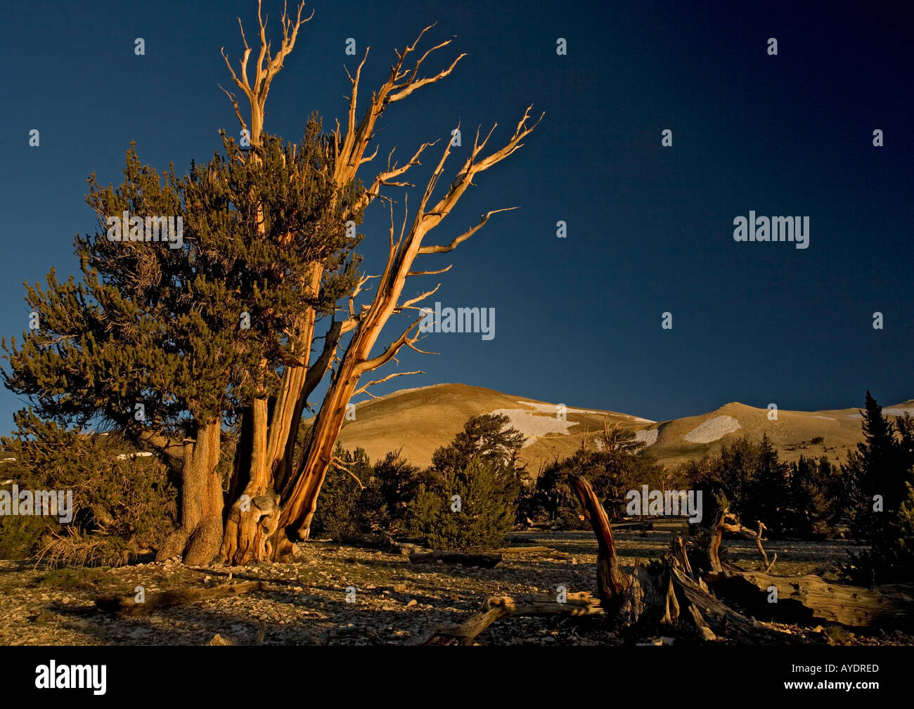 Bristlecone pine trees Pinus longaeva at c 11 000 ft in the White Mountains early morning light Stock Photo