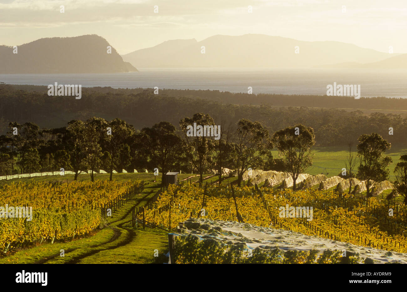 Marion bay australia hires stock photography and images Alamy