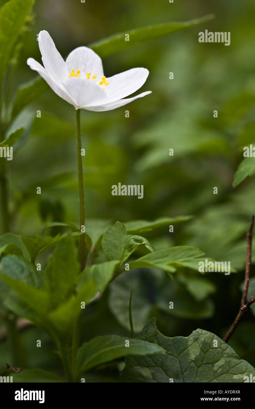 Wood anemone Anemone nemorosa flower Stock Photo Alamy