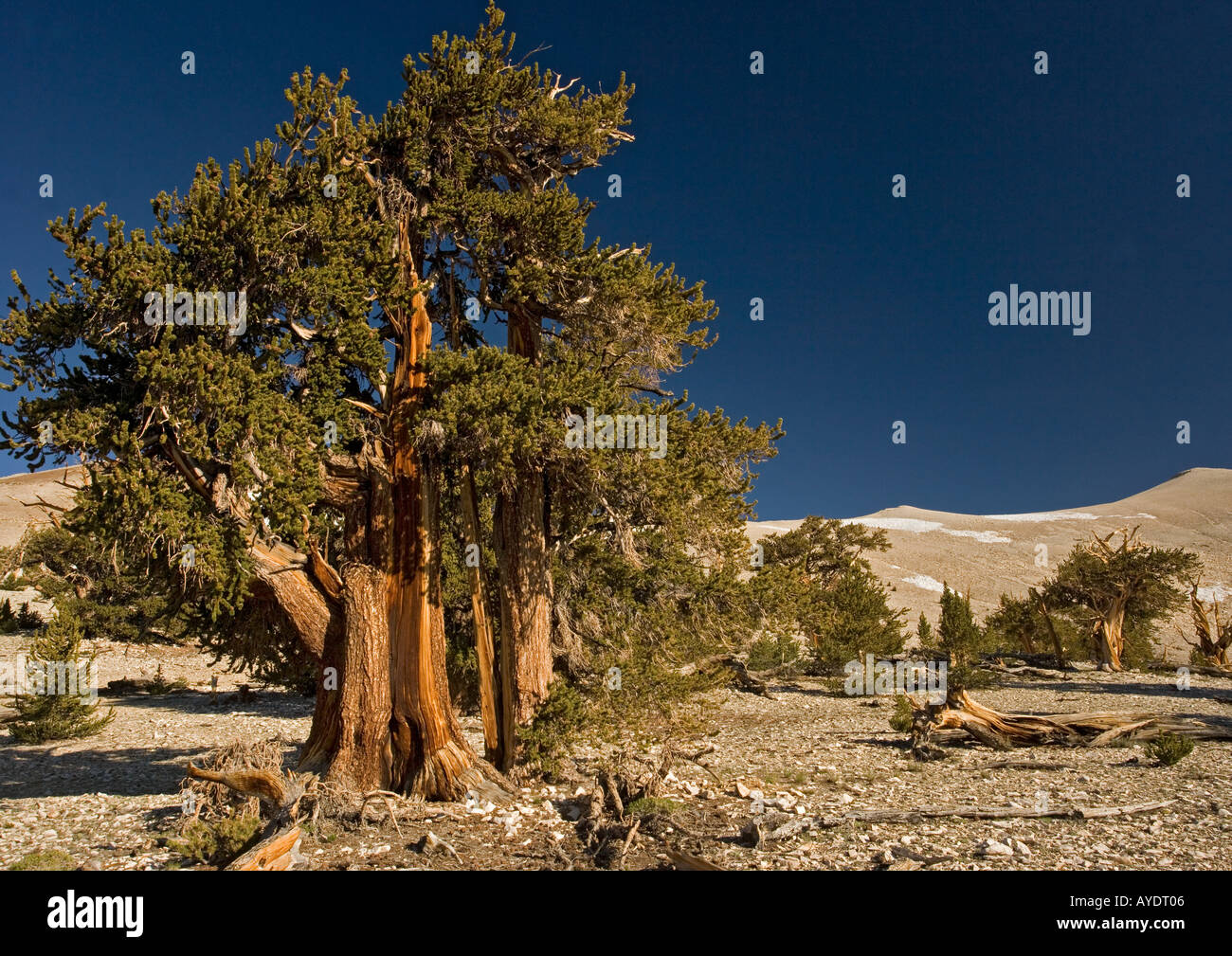 Bristlecone pine Pinus longaeva trees at c 11 000 ft in the White Mountains, California, USA Stock Photo