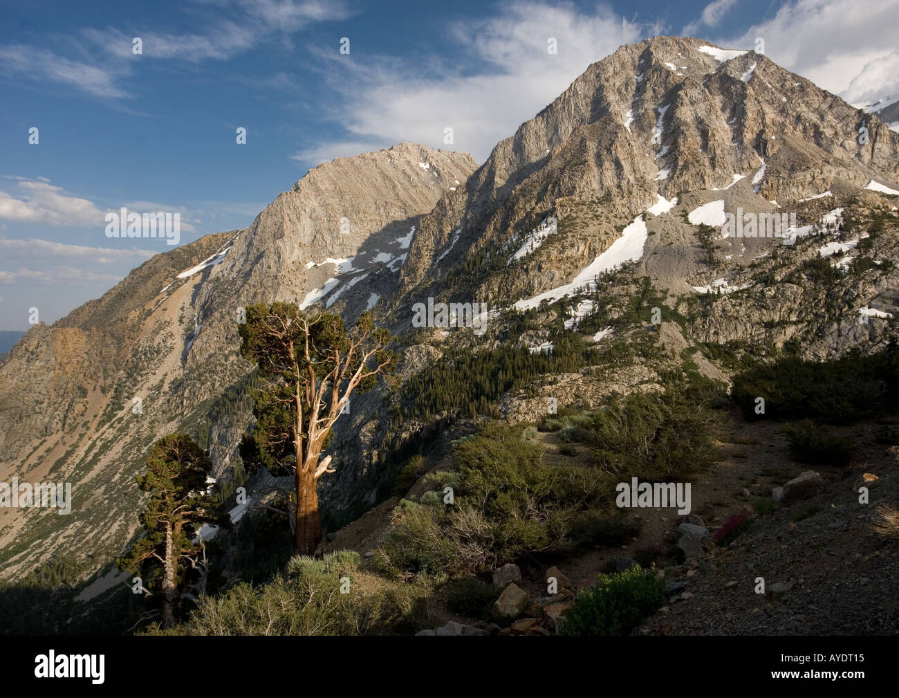 Ancient Sierra or western juniper trees at high altitude in Yosemite