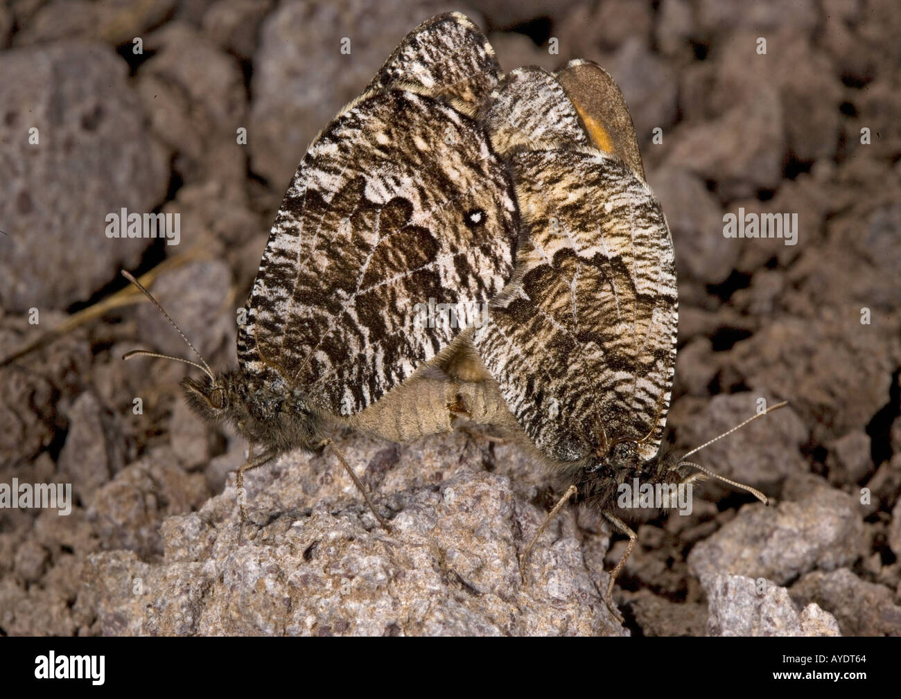 Chryxus arctic butterflies mating Stock Photo