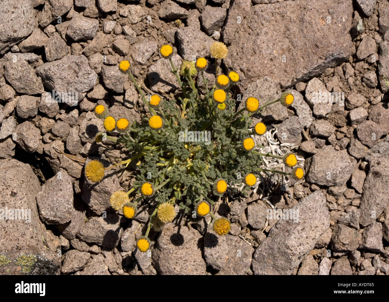 Rayless form of cut leaf daisy Erigeron compositus var. discoidea Sonora Pass at c.  10, 000 ft, Sierra Nevada, USA Stock Photo