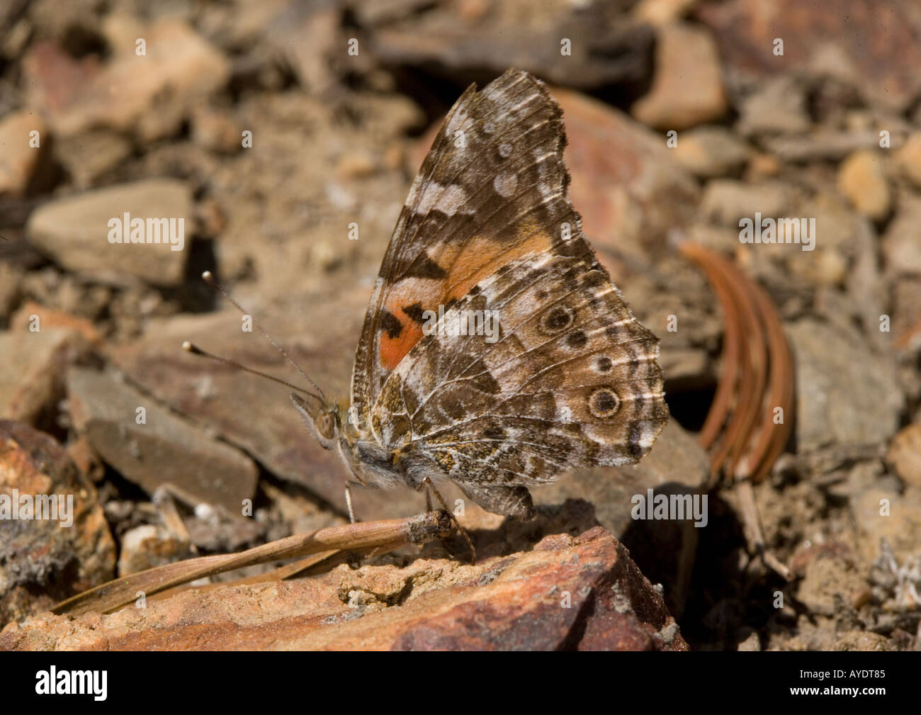 Painted lady resting on high pass at c 11 000 ft in Sierra Nevada Most widespread butterfly in world. Vanessa cardui, Stock Photo