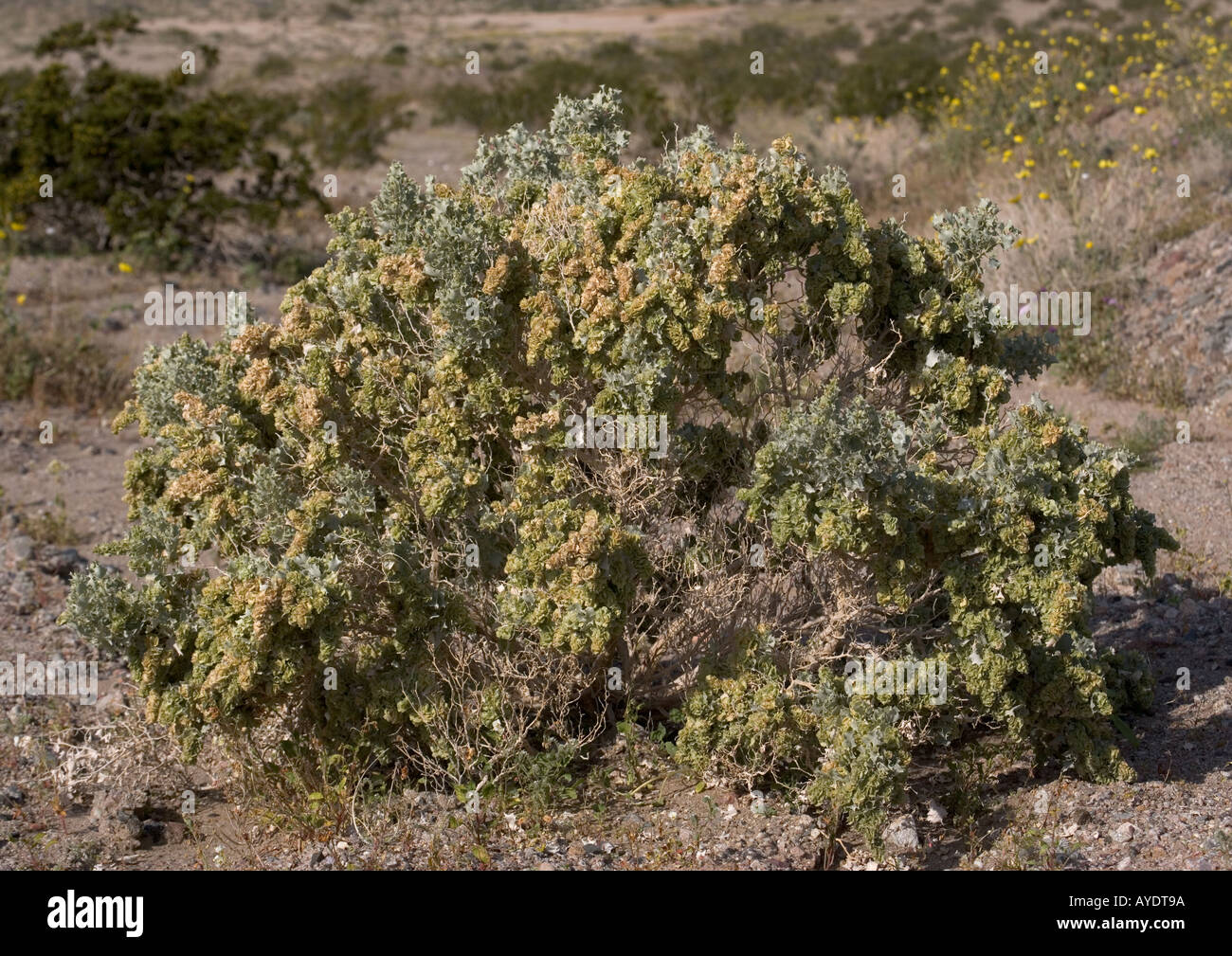 Desert holly in death valley Stock Photo
