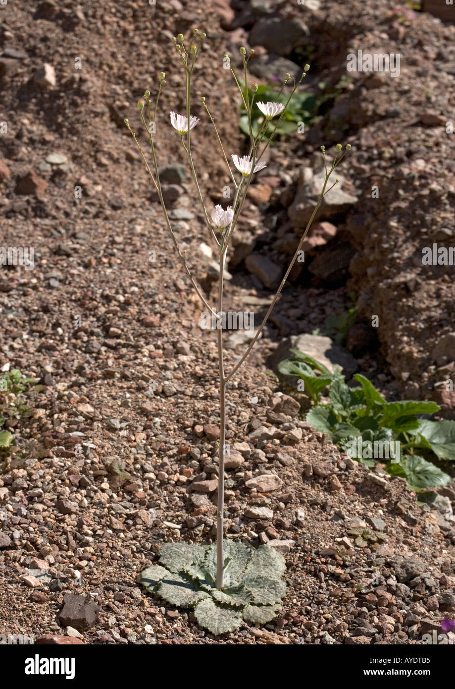 Gravel ghost in flower on gravel wash in desert Stock Photo Alamy