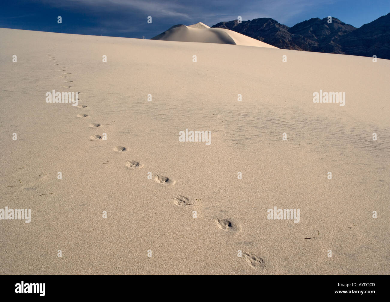 Coyote footprints on sand dunes in Eureka dunes, Death Valley National