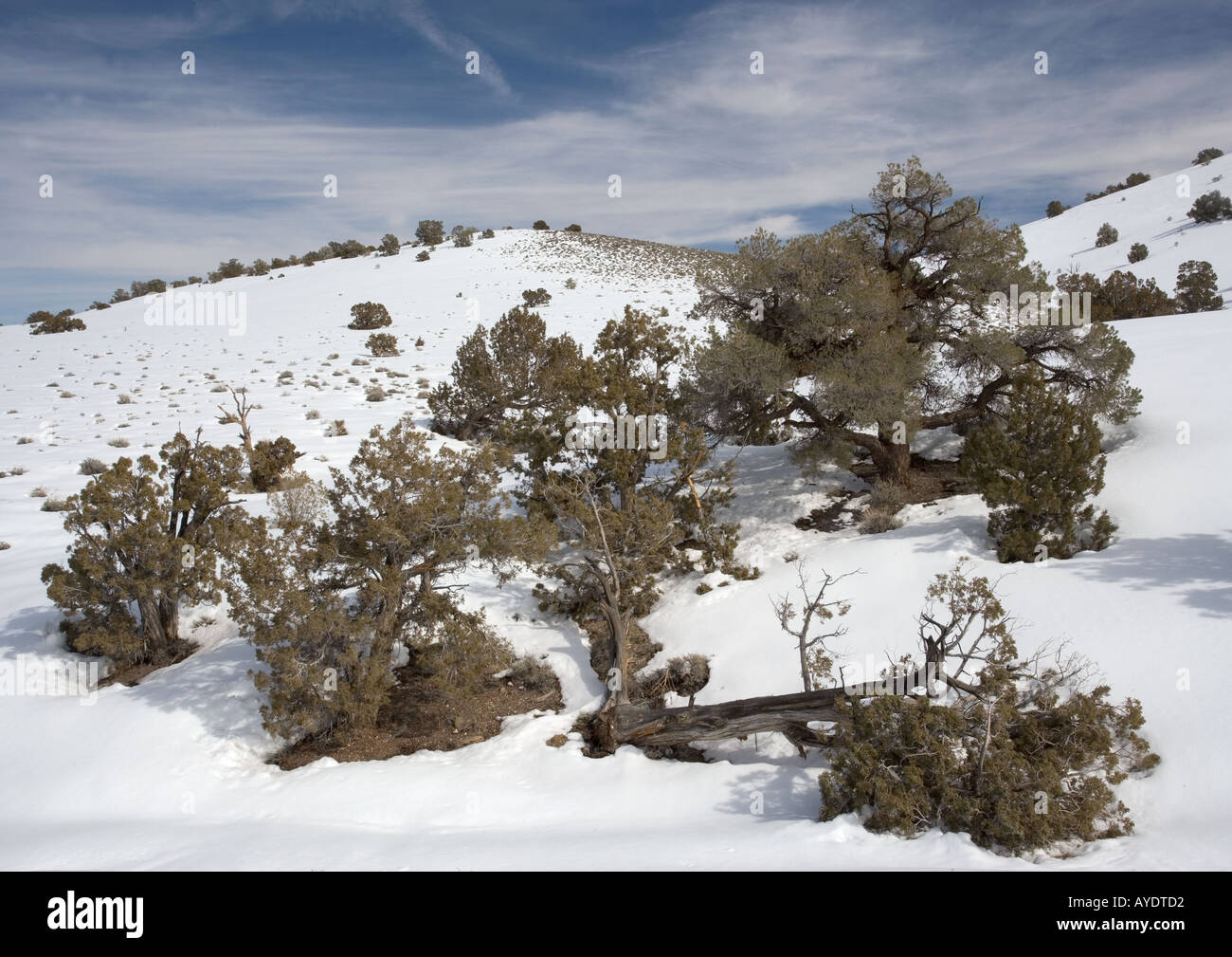 Mixed pinyon pine Utah juniper woodland at c 6500 ft Inyo Forest Stock