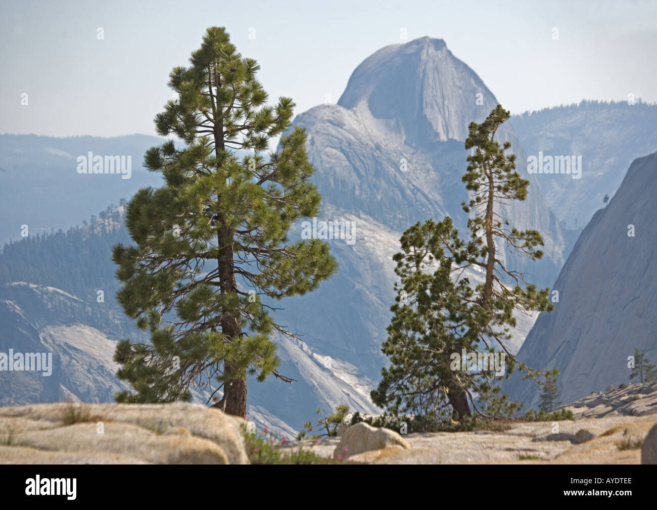 Yosemite National Park, Half dome seen through jeffrey and whitebark pine trees (Pinus jeffreyi) Stock Photo
