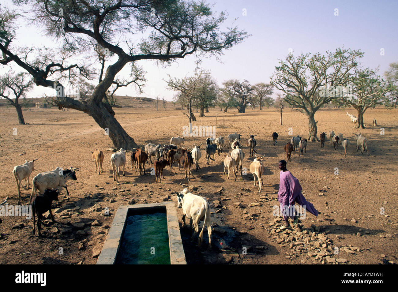 A Dogon man leads a herd of cattle to a spring fed watering trough in the village of Tougoume Mali Stock Photo