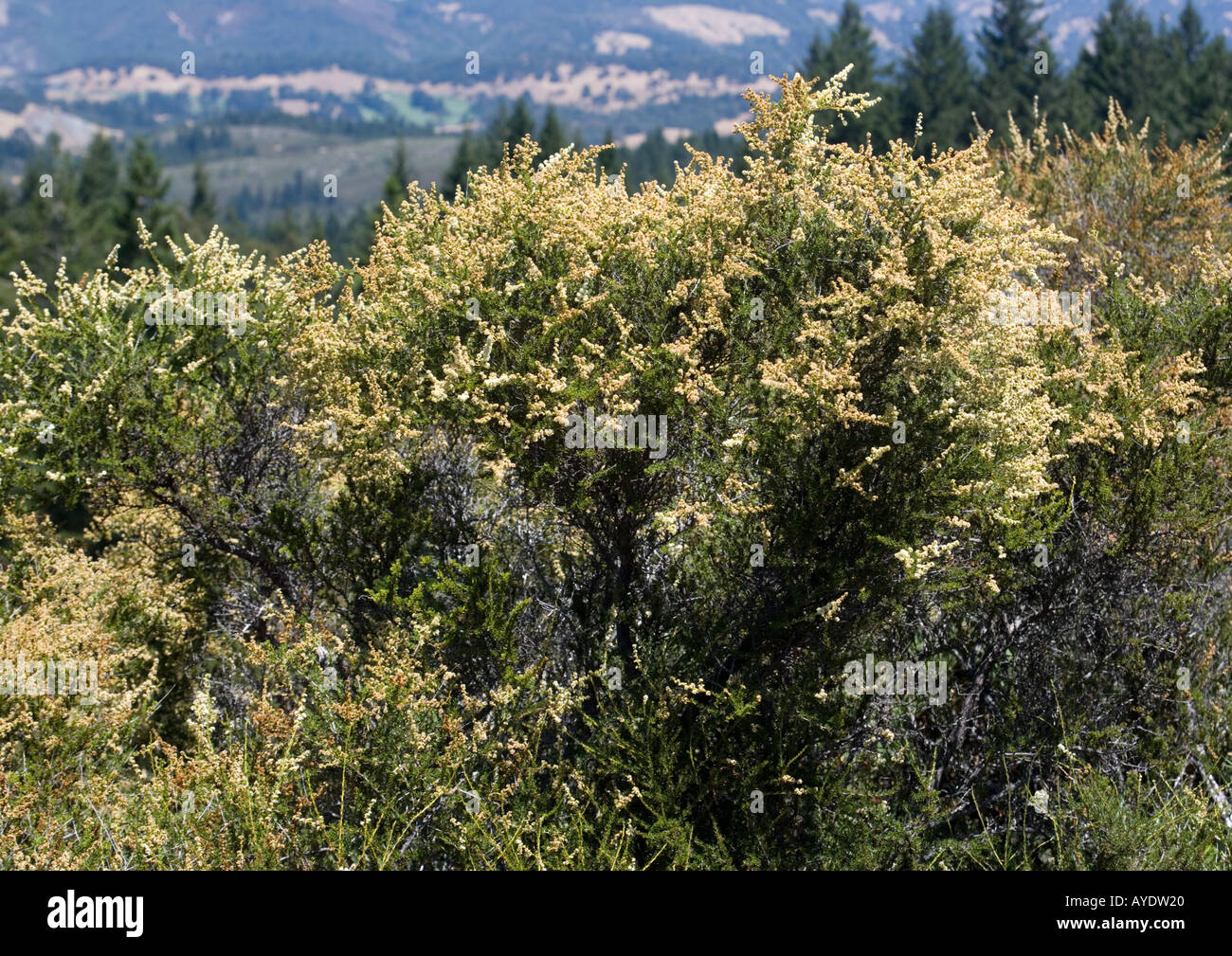 Chamise chaparral hires stock photography and images Alamy