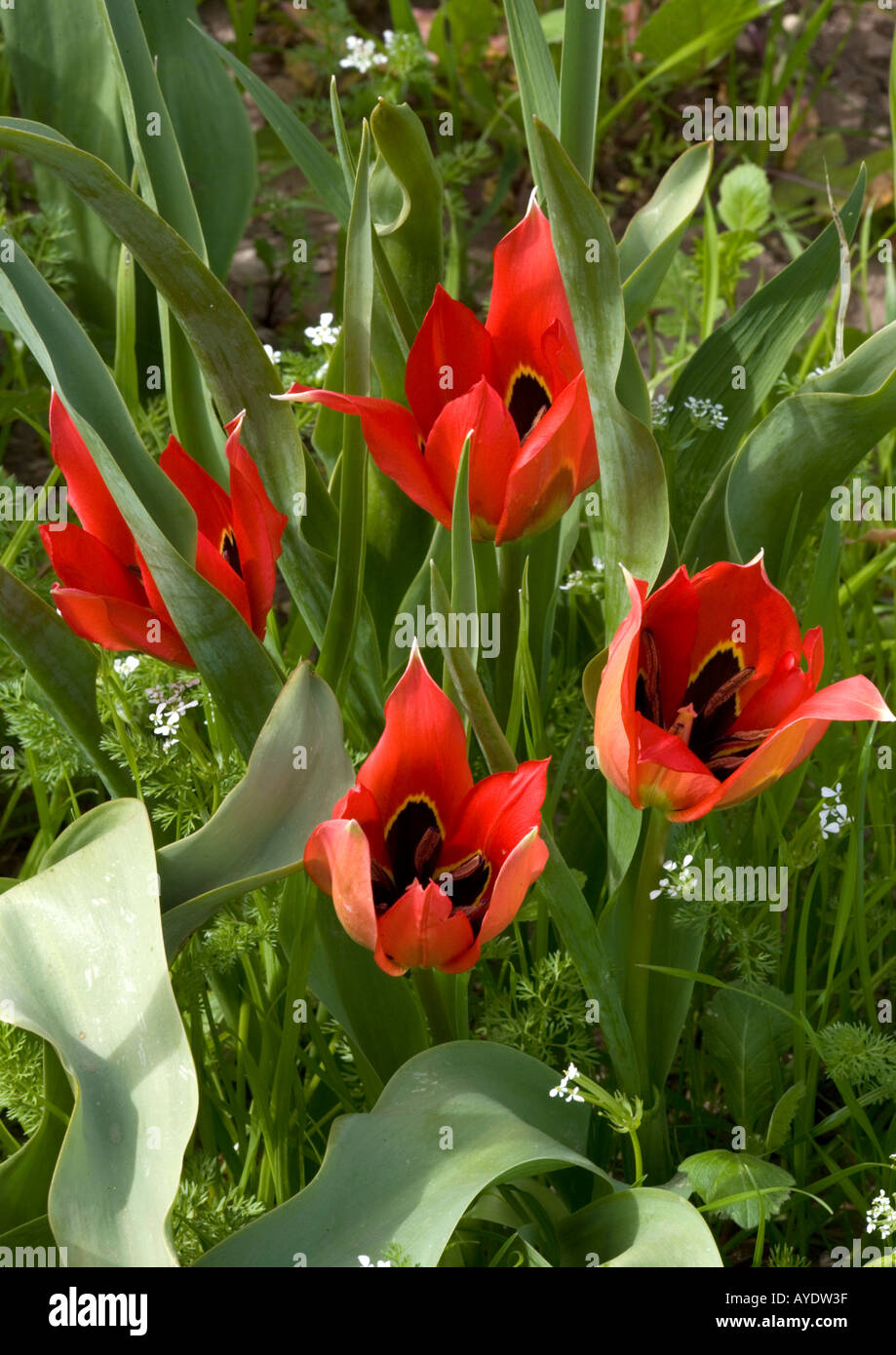 Tulip field (Tulipa agenensis) close-up, Chios, Greece Stock Photo
