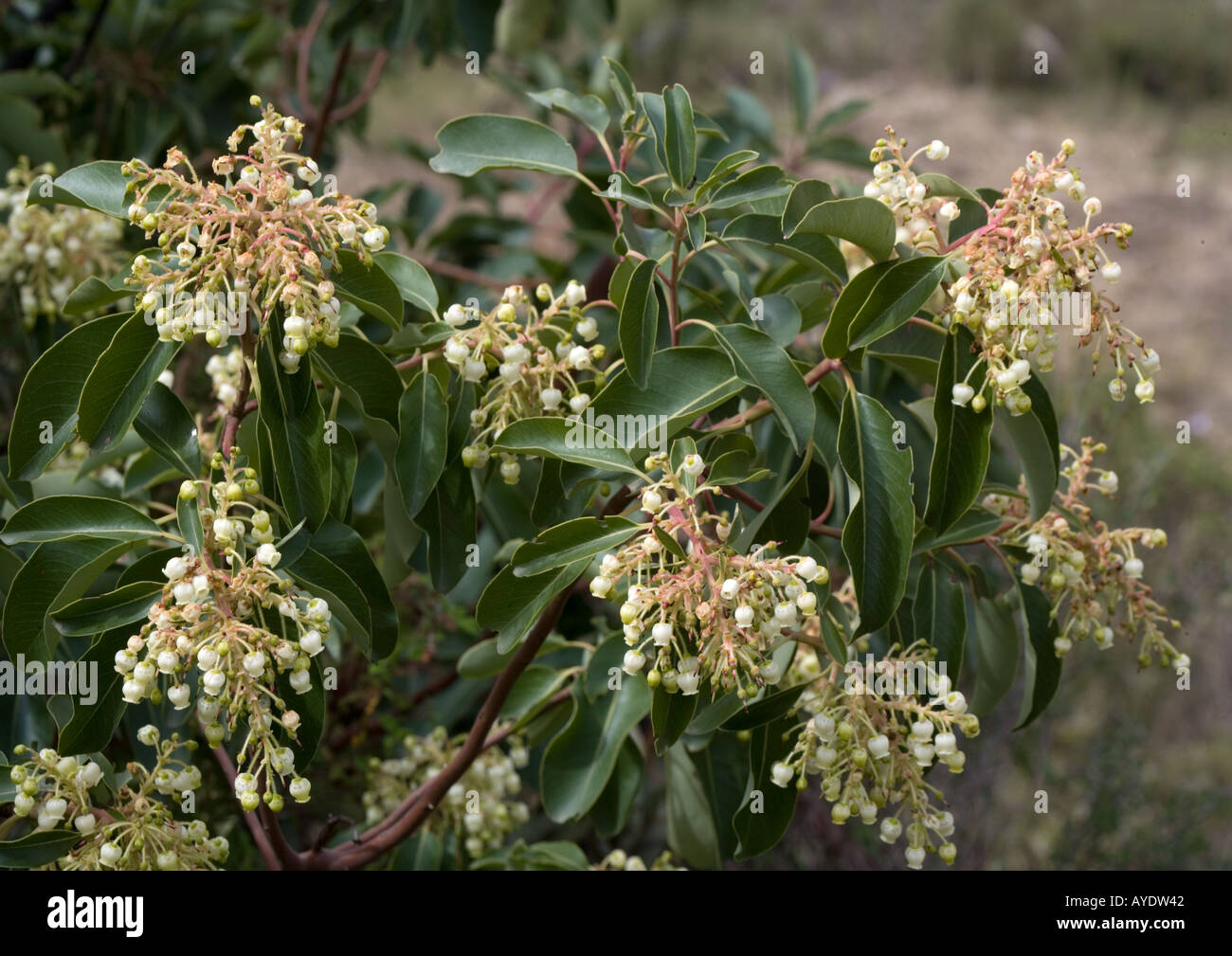 Eastern strawberry tree in fllower, Arbutus andrachne Stock Photo