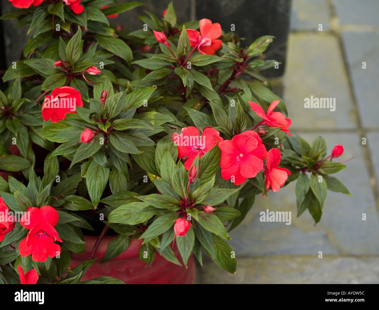 Pot of lush red New Guinea impatiens in hothouse Stock Photo