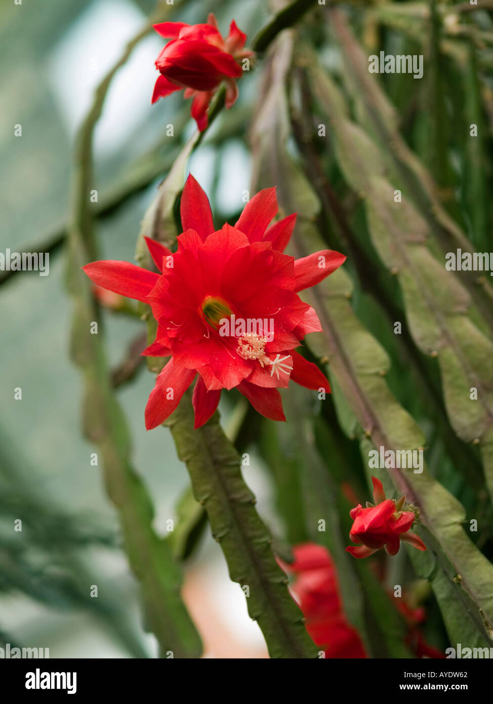 Orchid cactus Epiphyllum Hybrid in flower Cactaceae Stock Photo