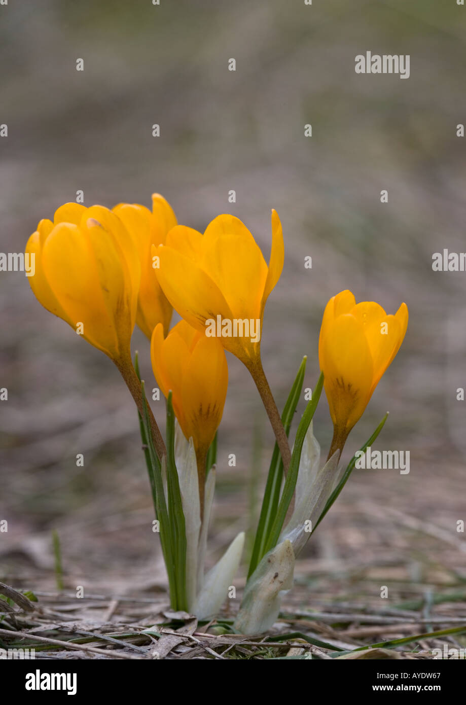Orange mountain crocus hi-res stock photography and images - Alamy
