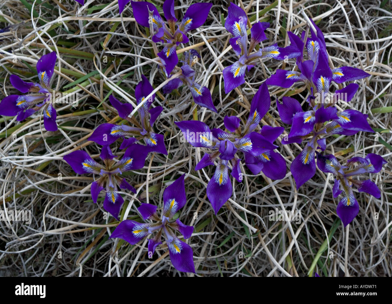 Beautiful blue Iris The Peloponnese form of cretan iris Formerly known as Iris unguicularis and Iris stylosa Stock Photo