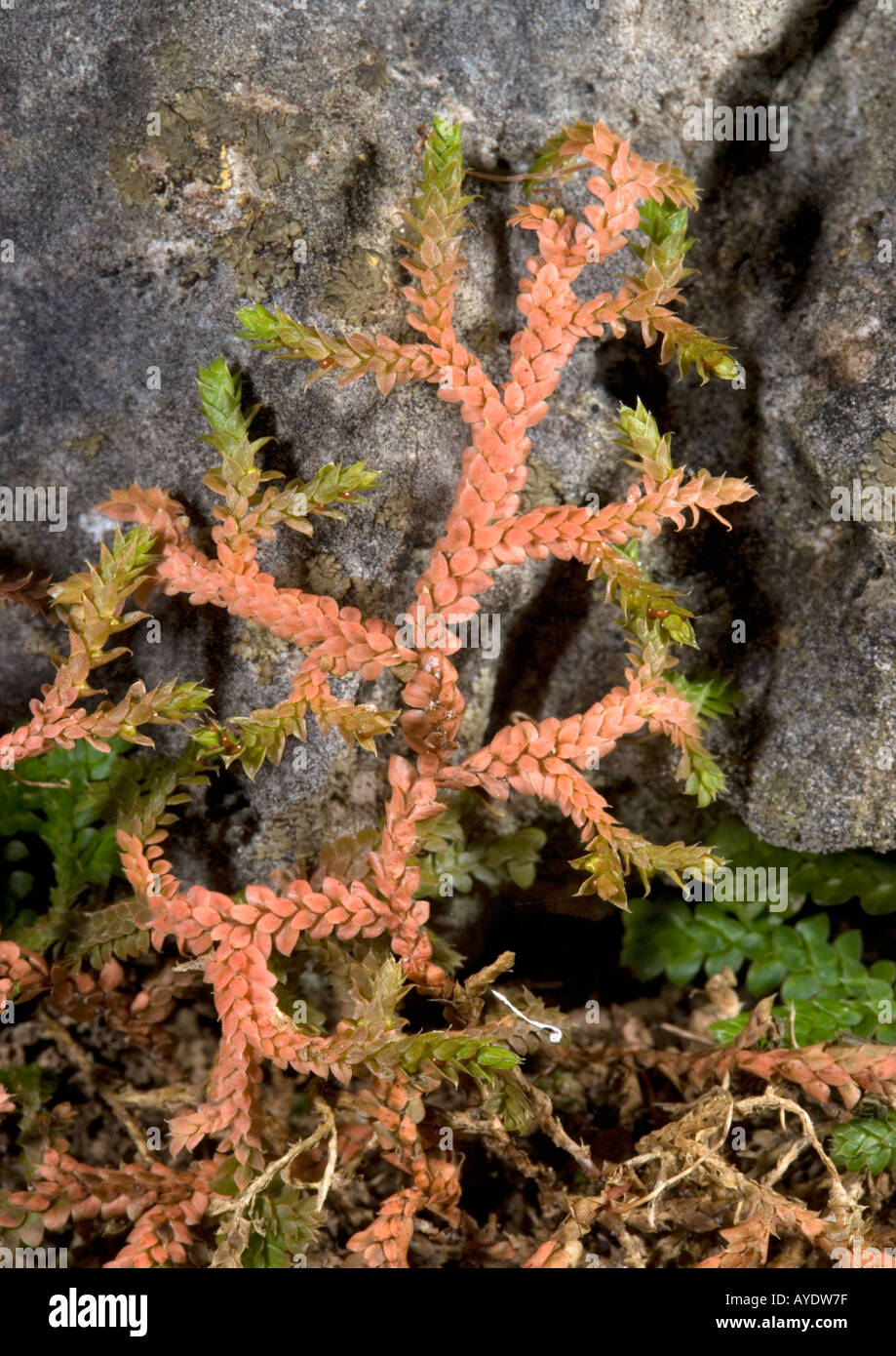 Mediterannean Clubmoss (Selaginella denticulata) close-up Stock Photo