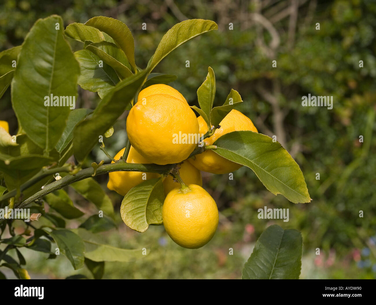 lemons growing on Meyer citrus tree Stock Photo
