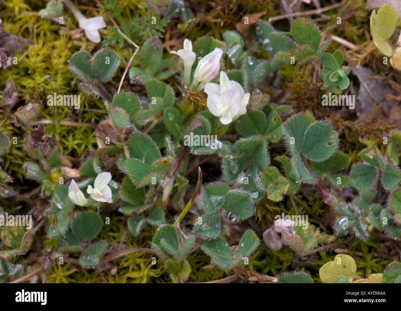 Subterranean clover in flower, Trifolium subterraneum Stock Photo