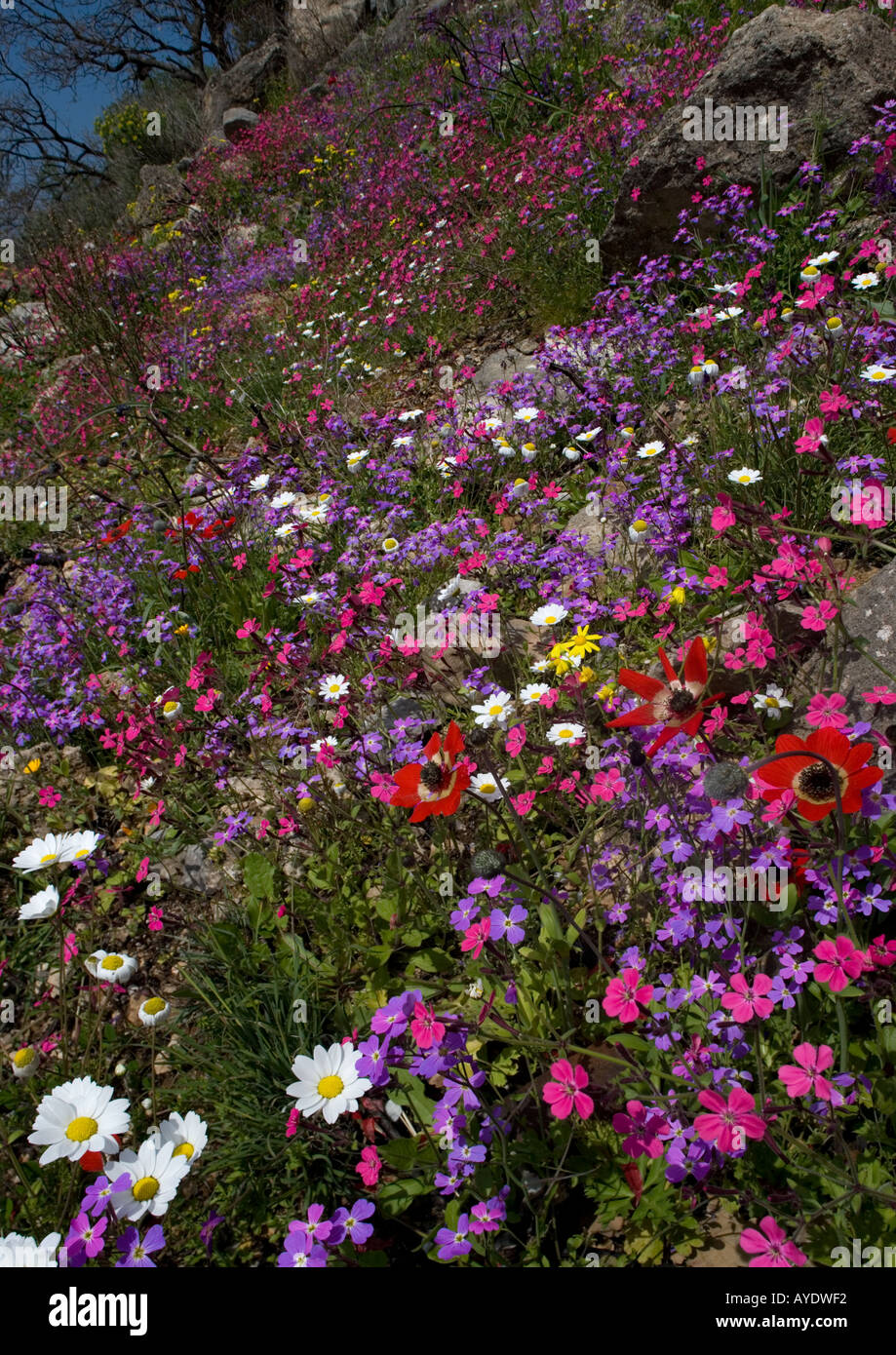 The Mani peninsula in spring stunning display of flowers, Greece Stock Photo
