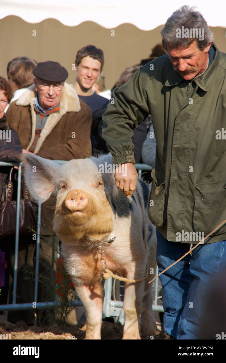 French truffling pig Stock Photo Alamy