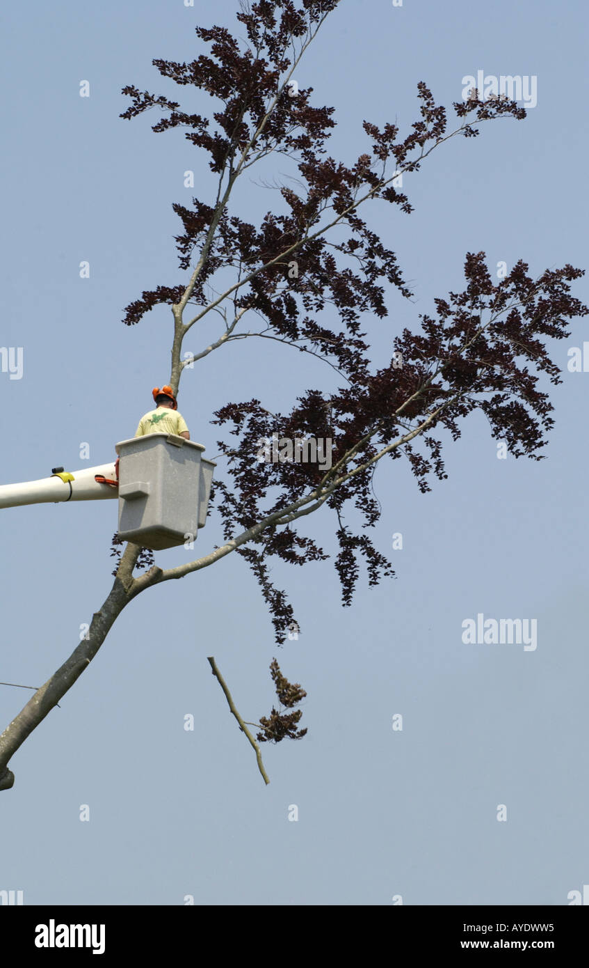 Birch tree removal Gordon M Grant Photo Stock Photo Alamy