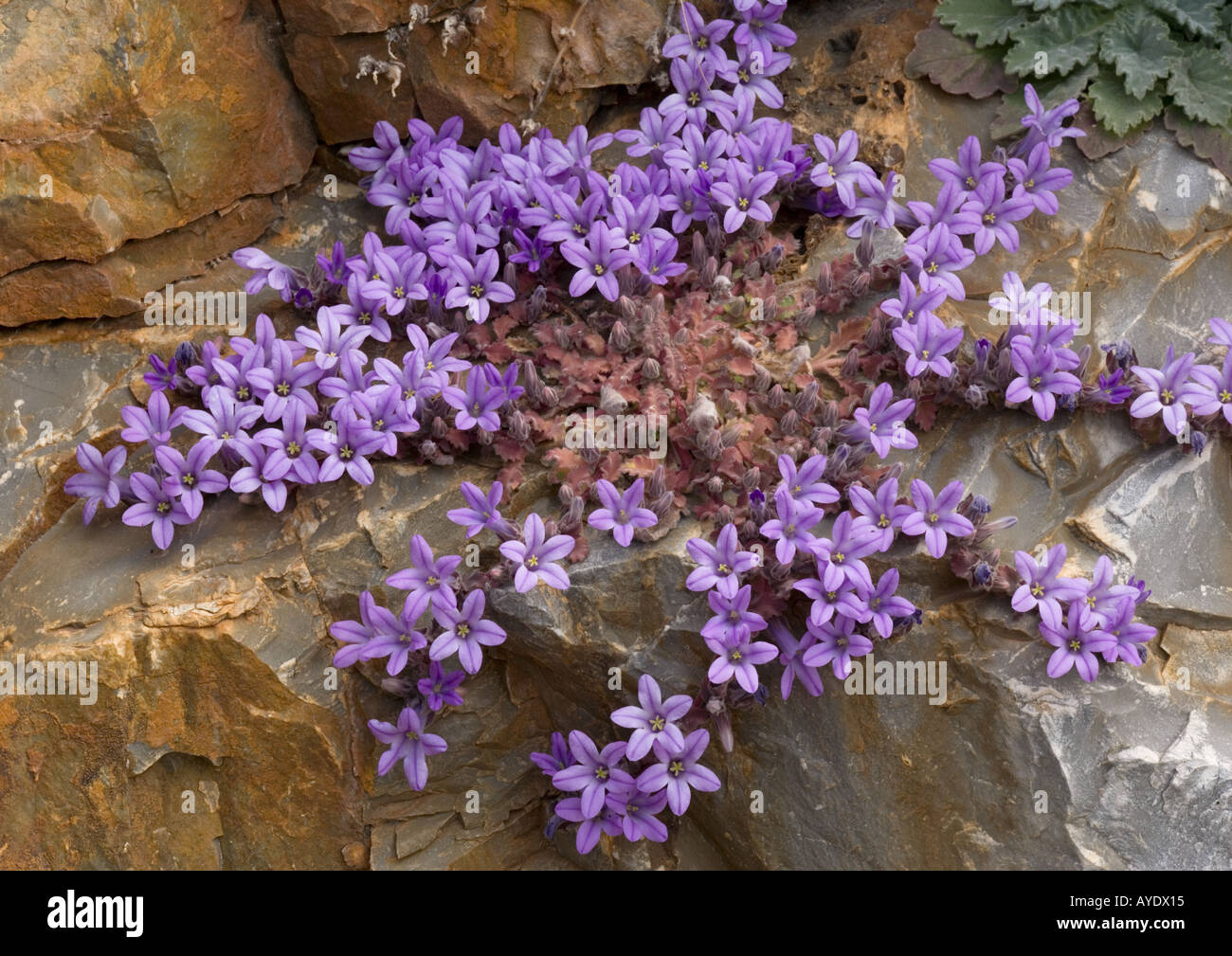 An endemic Peloponnese rock bellflower Mani peninsula. Campanula topaliana ssp. topaliana Stock Photo