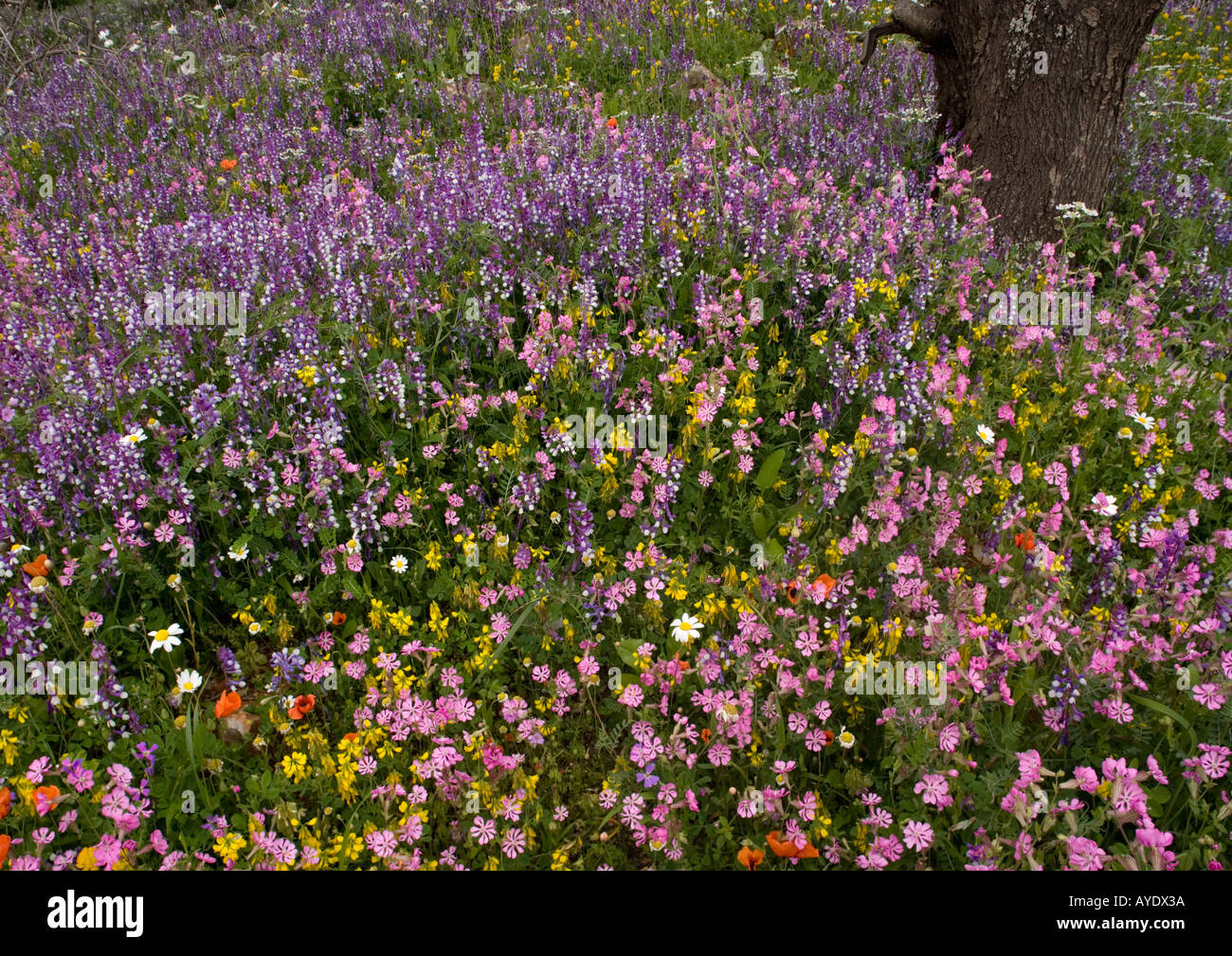 Spring flower display Mani peninsula Peloponnese, Greece Stock Photo