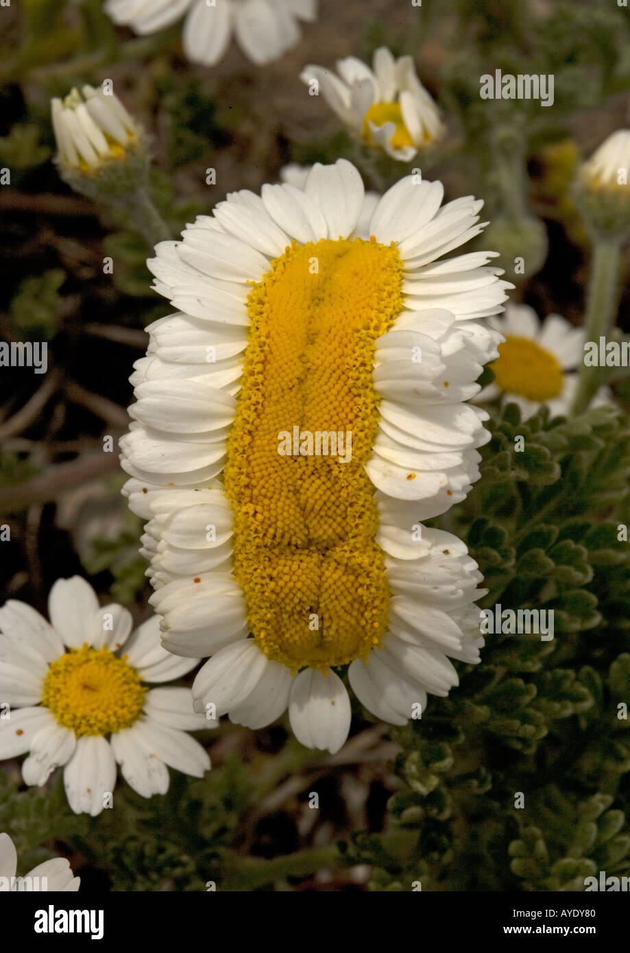 Woolly chamomile (Anthemis tomentosa) with distorted flowers fasciation Stock Photo