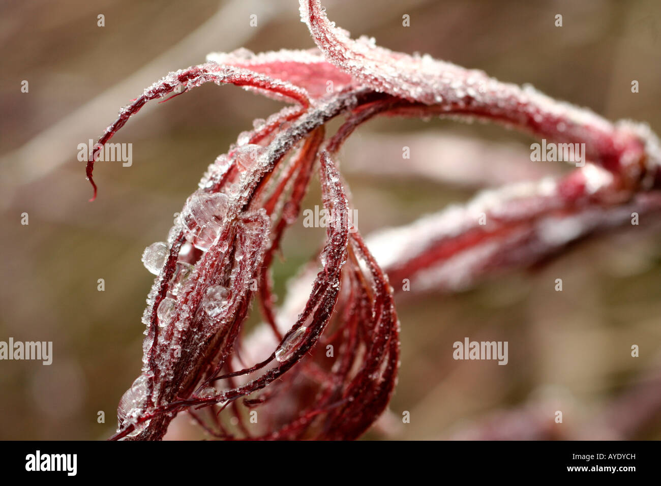HOAR FROST ON THE FOLIAGE OF ACER PALMATUM DISSECTUM INABE SHIDARE Stock Photo
