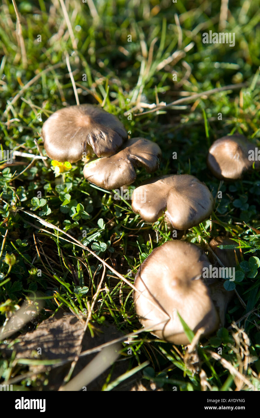 Plant Plants Fungus Fungi Basidiomycetes Club Fungus Club Stock Photo Alamy