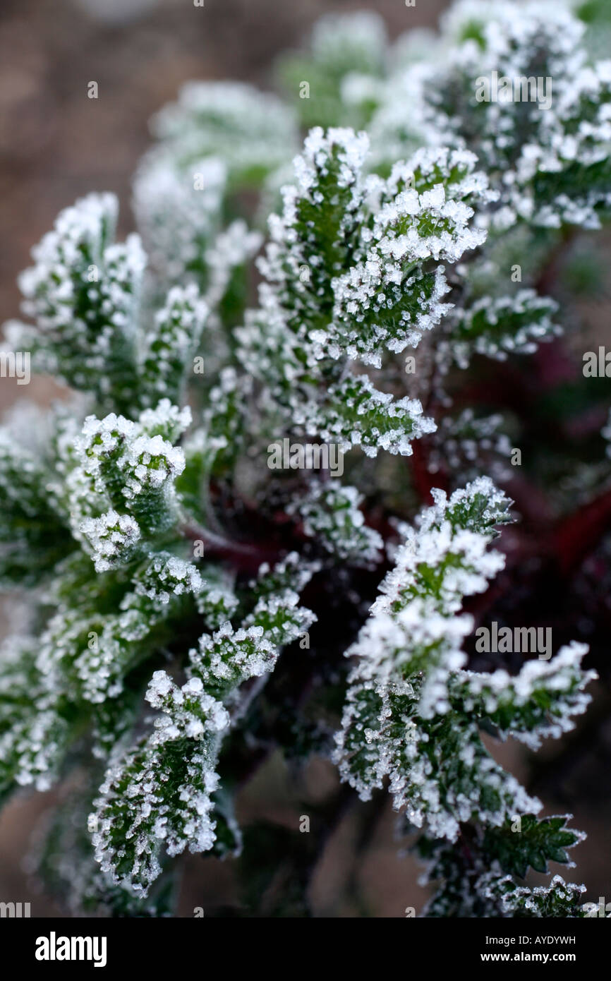 HOAR FROST ON THE FOLIAGE OF ANTHEMIS E C BUXTON Stock Photo