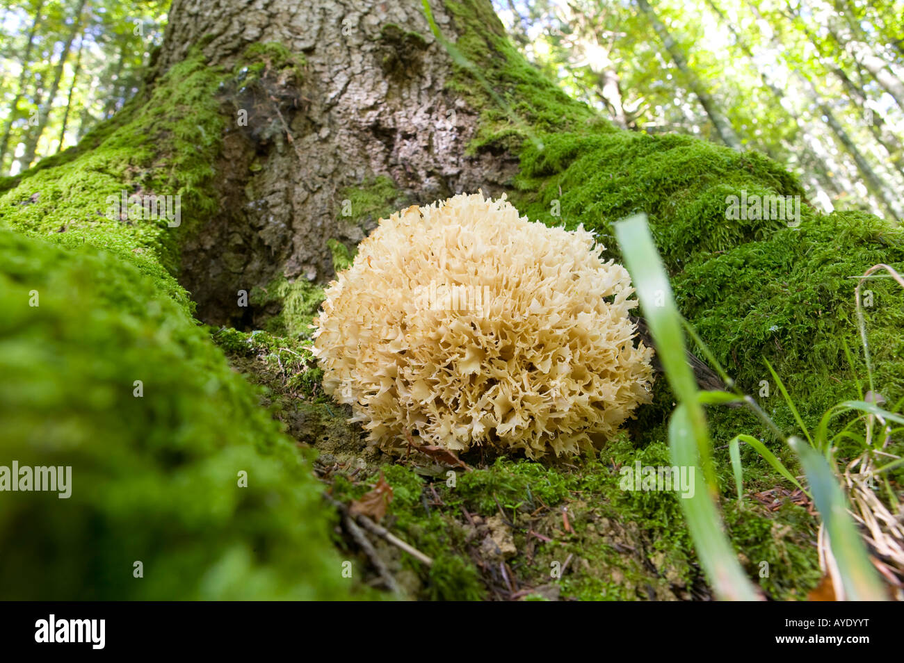 fungi, woodlands, autumn, toadstalls, mushrooms, close, up, wildlife, nature, cover, upright, full, page, forest, plant, green Stock Photo