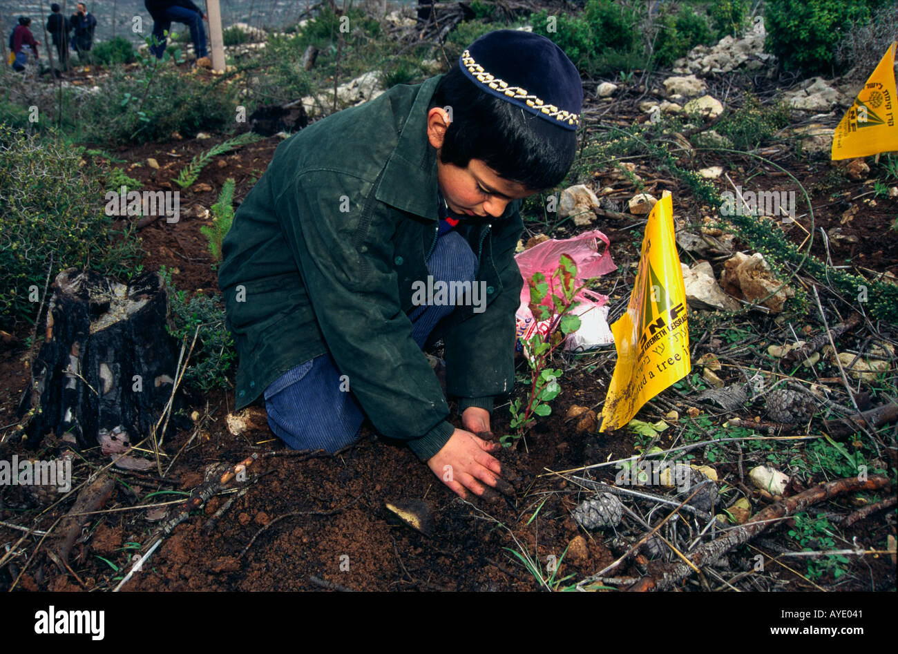Israel Jerusalem area child planting young tree for the Tu Beshvat