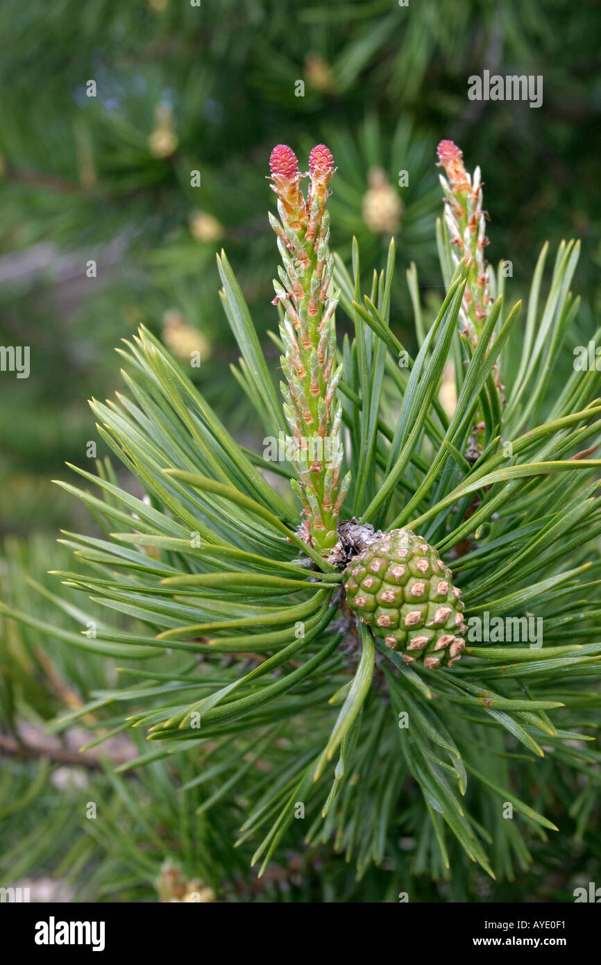 green cone on pine branch and needles Stock Photo - Alamy