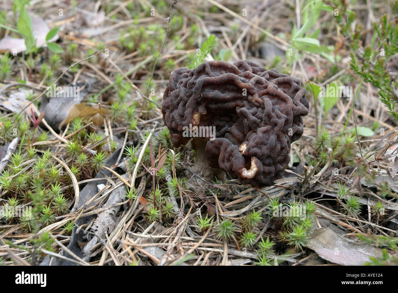 False Morel Stock Photo Alamy