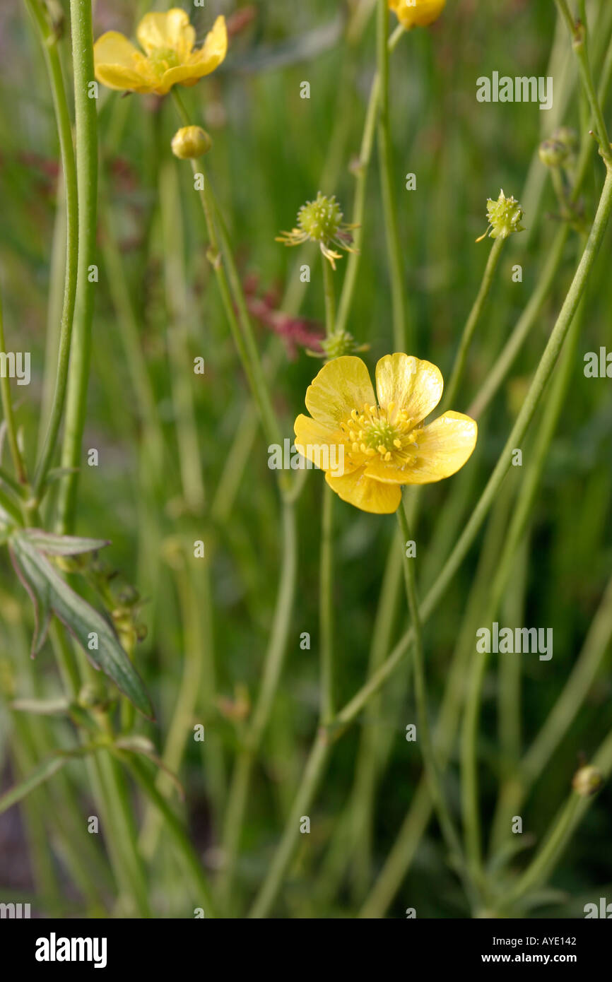 Buttercup ranunculus acris blooming in hi-res stock photography and ...