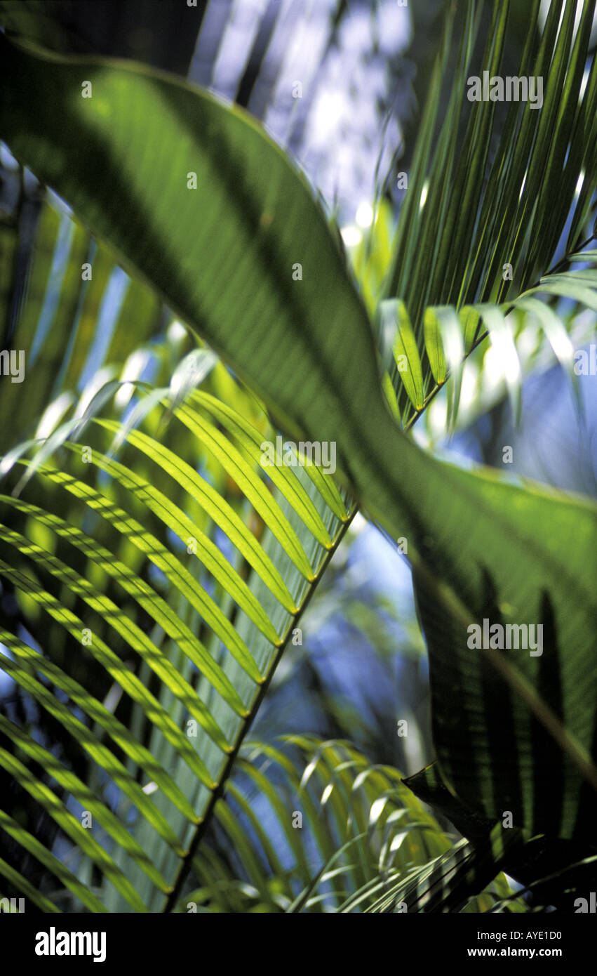 Sunshine through palm leaves on the island of Tobago West Indies Stock Photo