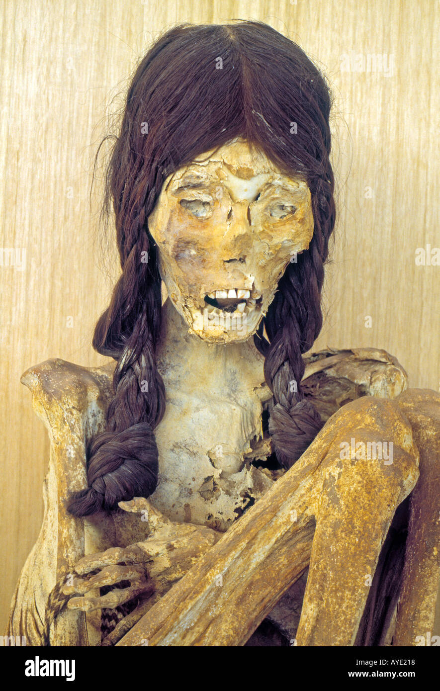 San Pedro de Atacama Chile Mummified body of young woman in Padre Le Paige Archaeological Museum Stock Photo