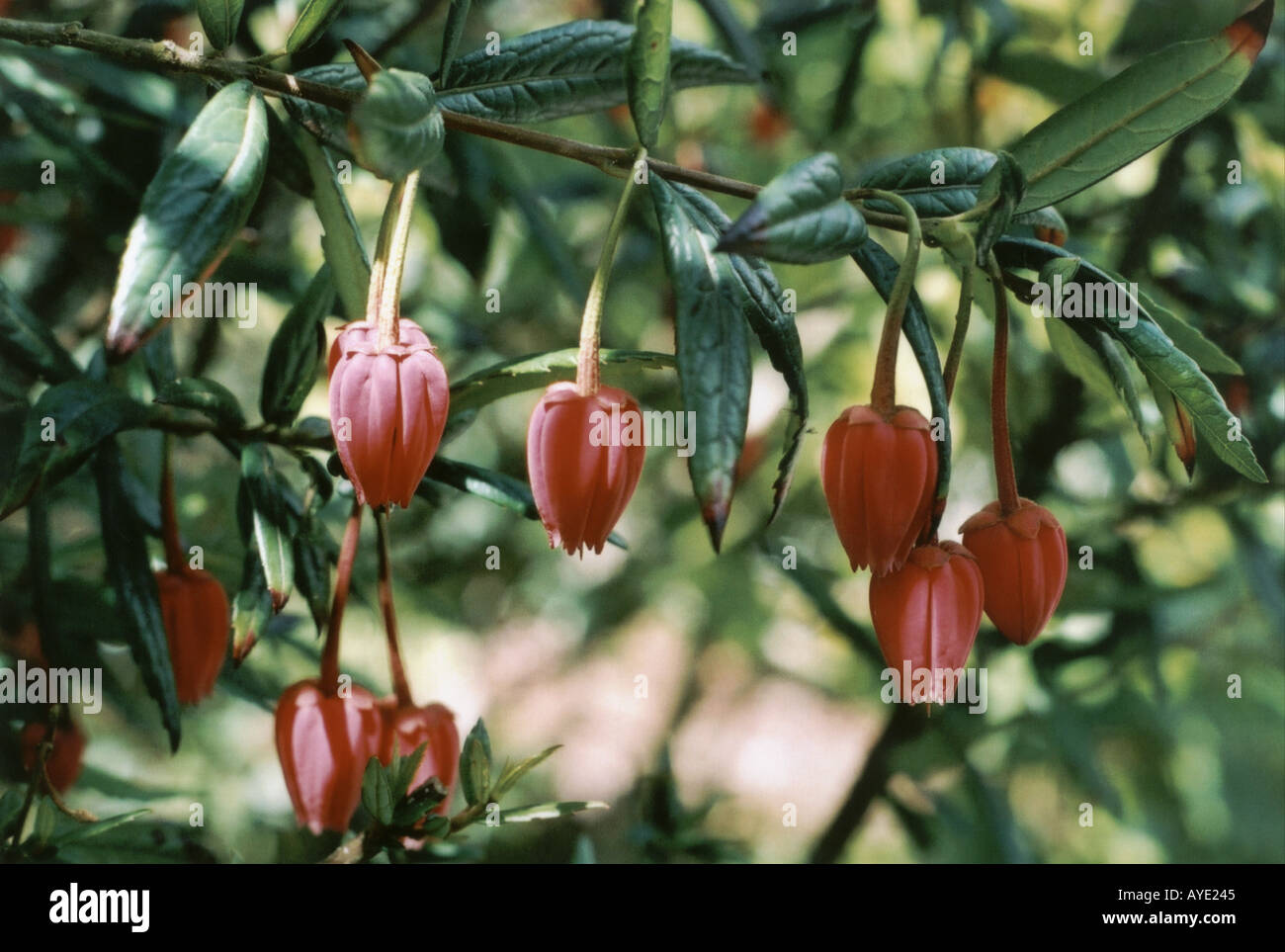 Red pendulous flowers in Cornwall England perhaps Euonymus Stock Photo