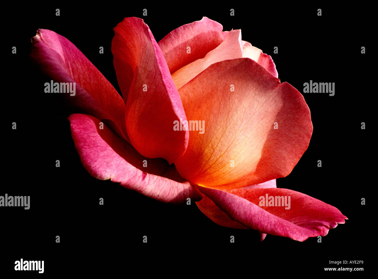 Roses, Flowers, Garden Stock Photo