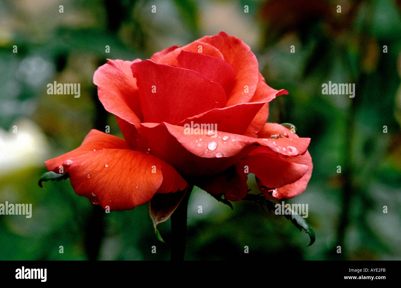 Roses, Flowers, Garden Stock Photo
