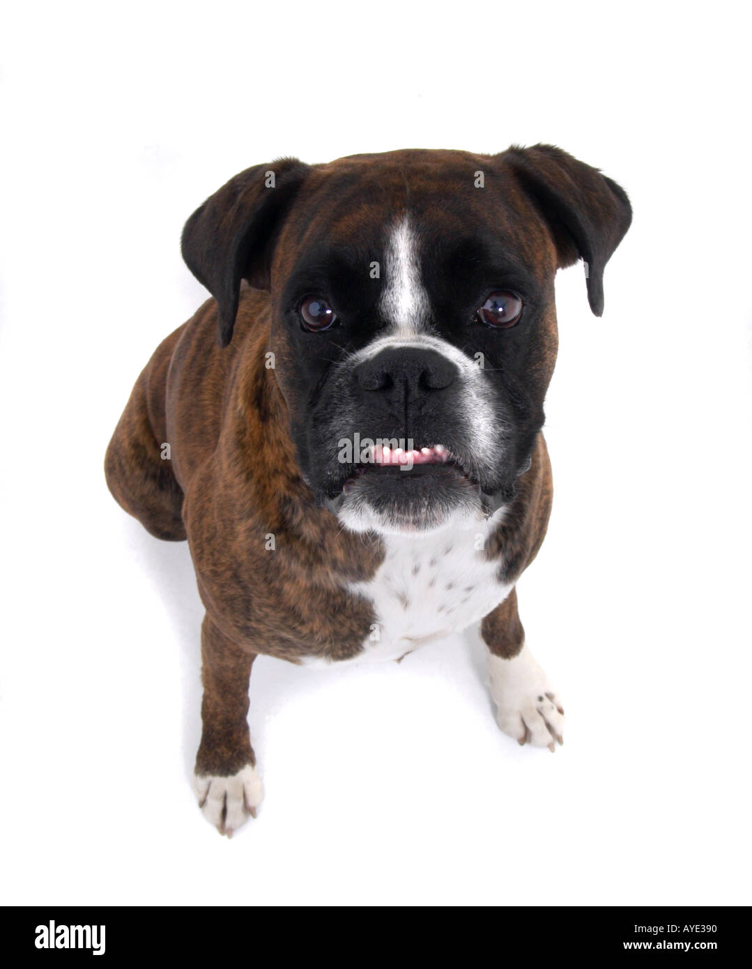 boxer dog with attitude Stock Photo Alamy