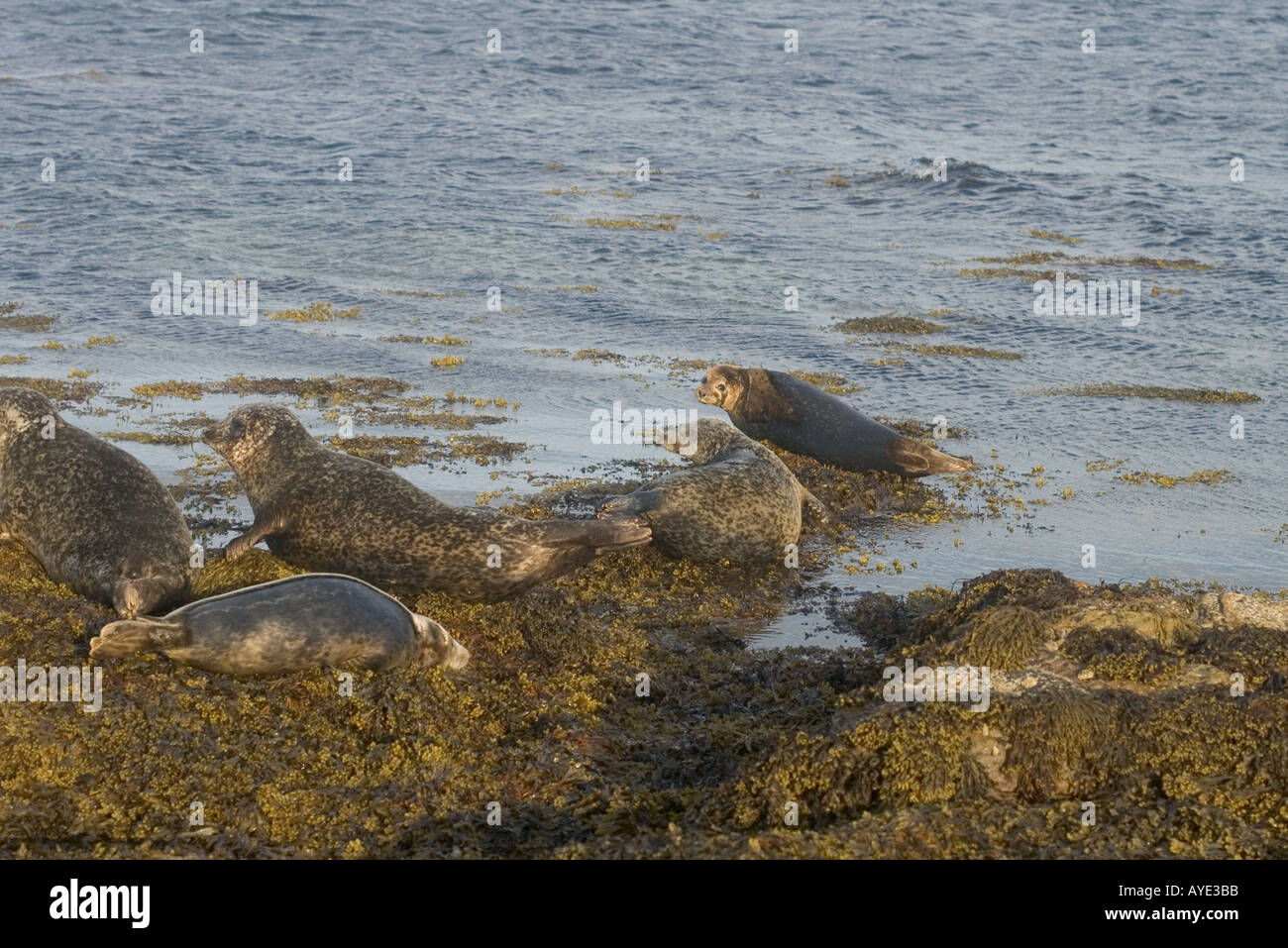 dh Phoca Vitulina Harbour Seals SCAPA FLOW ORKNEY Group of basking seals rocky shore seal colony bask scotland beach low tide Stock Photo