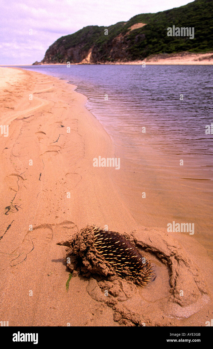 Short beaked echidna spiny anteater Aire River near Glenaire Victoria Australia vertical Tachyglossus aculeatus Stock Photo