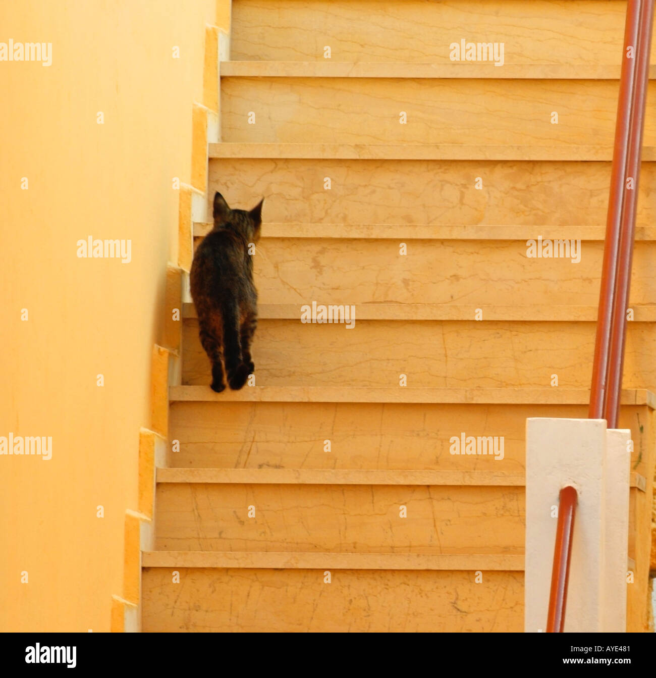 Black cat climbing stairs Stock Photo Alamy