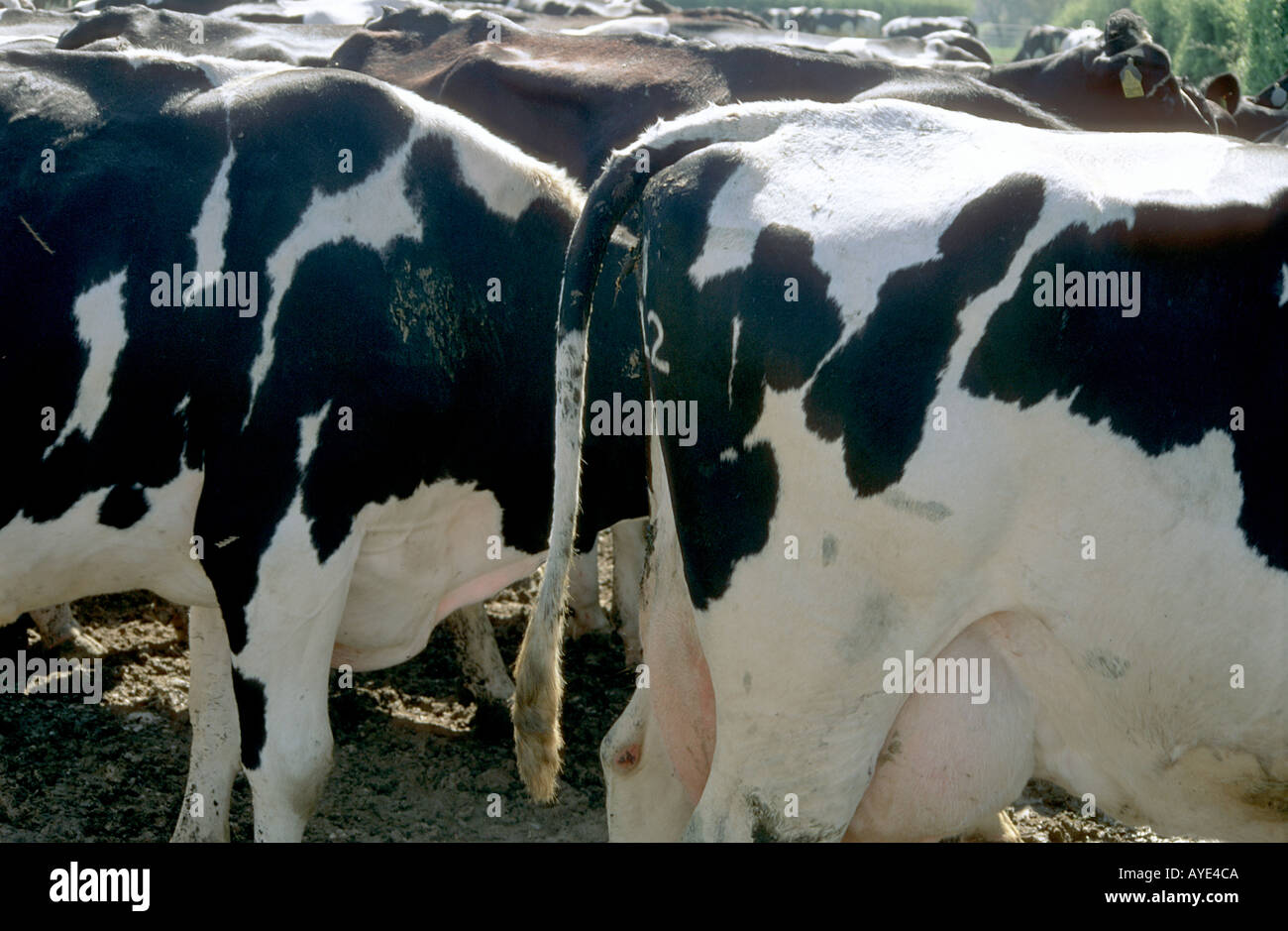 Many tails hires stock photography and images Alamy